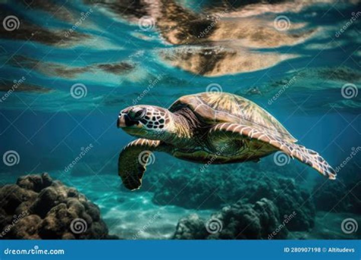 This shimmering turtle has a heart design on it's tummy