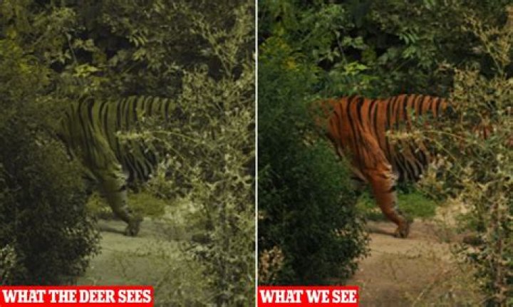 This tiger appears to be taking a glamorous selfie. 