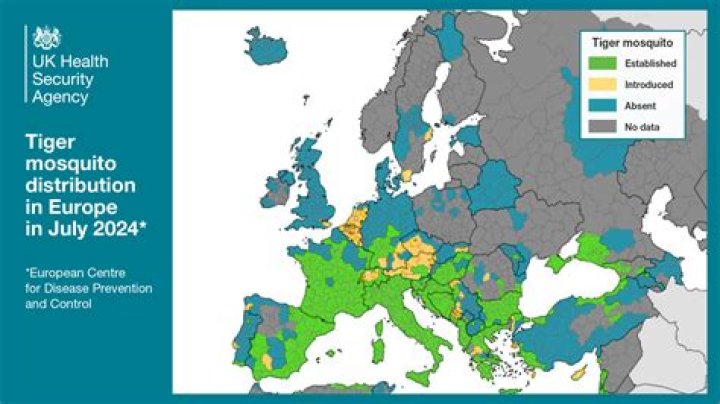Tiger mosquitos have already invaded parts of southern Europe