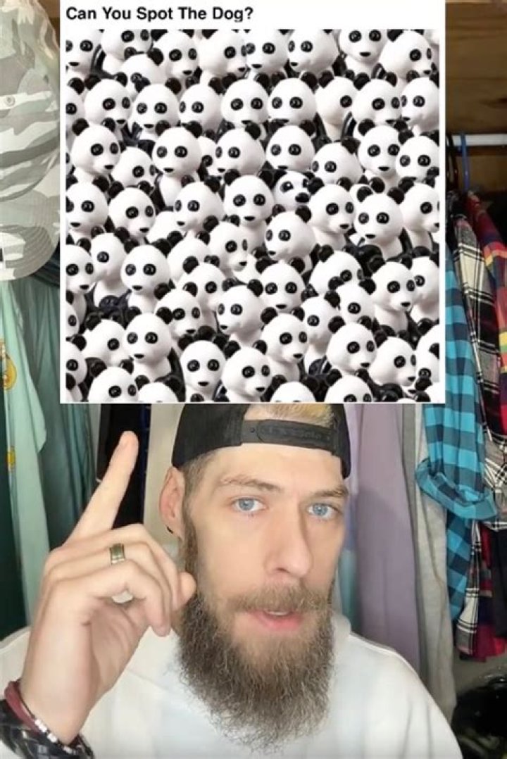 TikTok user Shane Fleming challenged his followers find the dog hidden among the pandas in the optical illusion