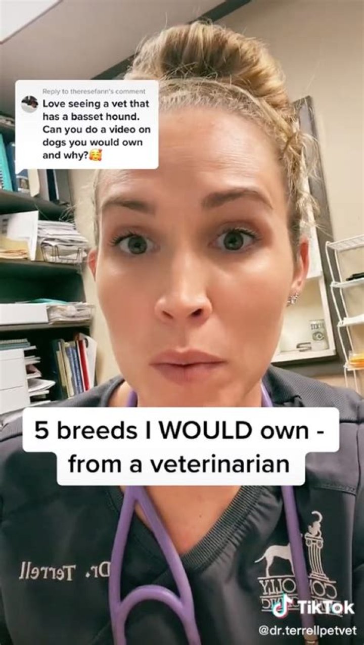 TikToker @dr.terrellpetvet said that boxers and golden doodles have their fair share of unique problems