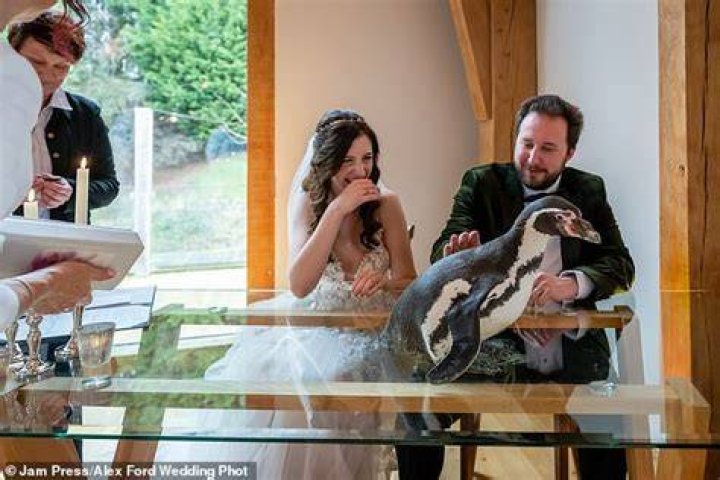 Tom and Jen booked Pringle from Heythrop Zoological Garden