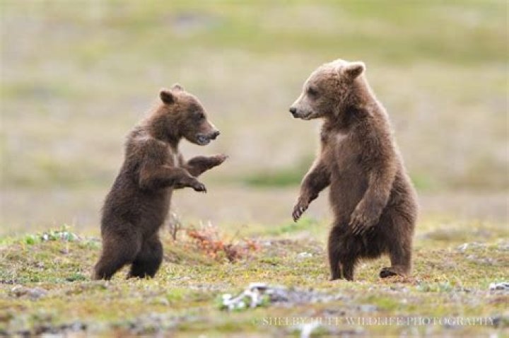 Two bear cubs stand upright and look like they're about to hug each other