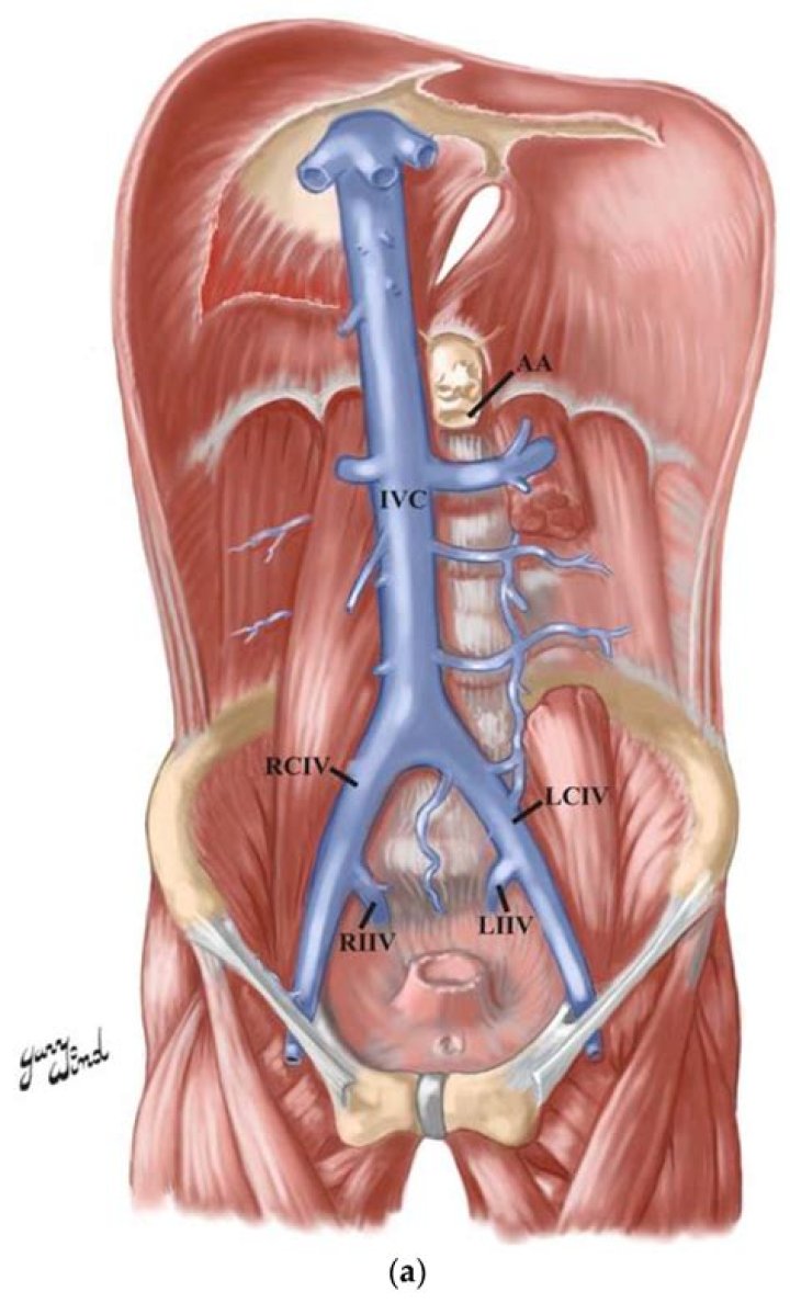 Vena