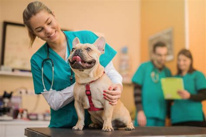 Vet's Best Healthy Coat Shed & Itch Relief Dog Supplements