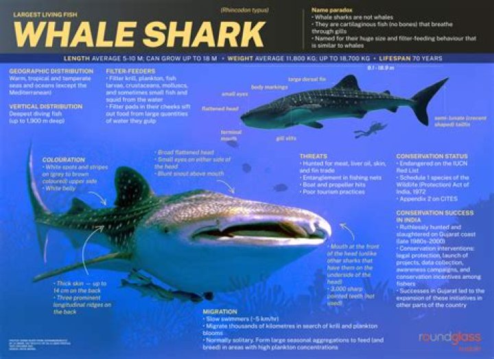 Whale sharks are one of the largest animals in the natural world