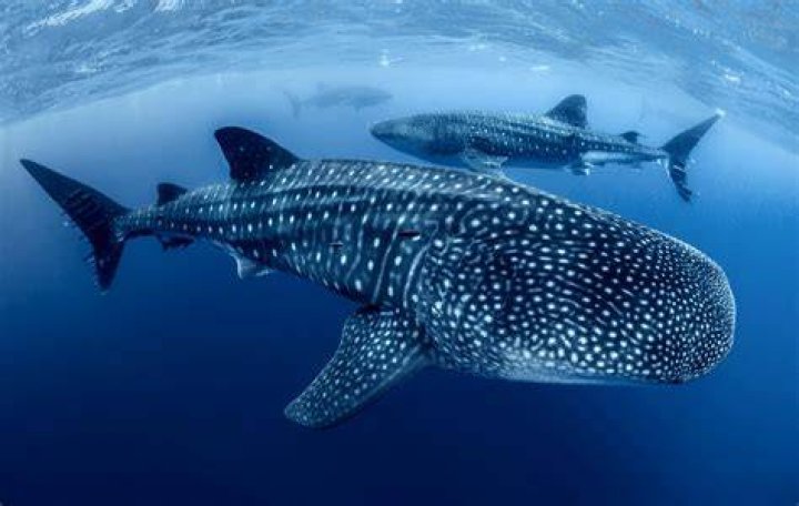 While whale sharks are known to frequent the Gulf of Mexico, it's rare that they come so close to the shore