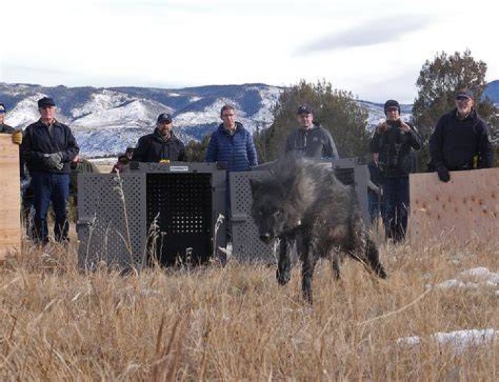 Wildlife officials have revealed the terrifying reason Leah Davis Lokan, 65, was mauled to death by a grizzly bear