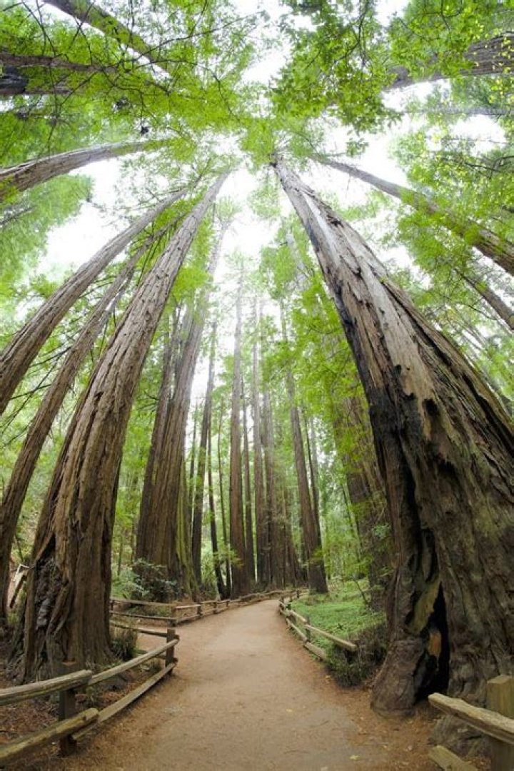Woods grew up in California with his parents Kultida and Earl