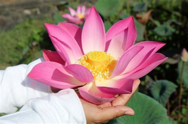  You can introduce The Lotus to your bedroom antics