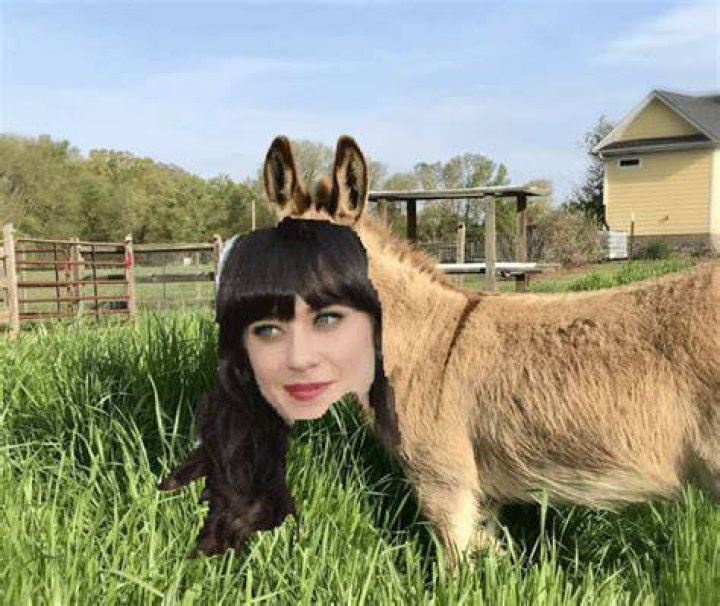 zooey glamour donkey
